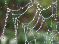 Monika Graszynski-Wie Perlen auf einer Kette