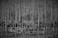 Trees-NATURE IS DYING