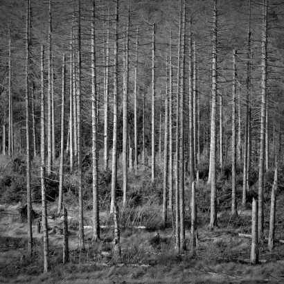 Trees-NATURE IS DYING