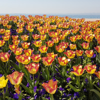 Blumenmeer in Bardolino Blumenmeer in Bardolino