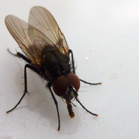 Mach die Fliege Mach die Fliege