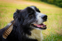 Mit fremden Federn schmücken