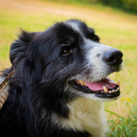 Mit fremden Federn schmücken