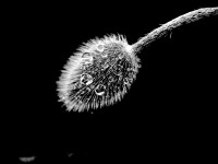 20191014-Schwarz-Weiss-Monika-GraszynskiP1690416BB