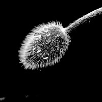 20191014-Schwarz-Weiss-Monika-GraszynskiP1690416BB