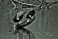 Ausw. Fotocl. Libellen 10.2.2019 012 Kopie Ausw. Fotocl. Libellen 10.2.2019 012 Kopie
