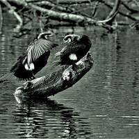 Ausw. Fotocl. Libellen  10.2.2019 012 Kopie