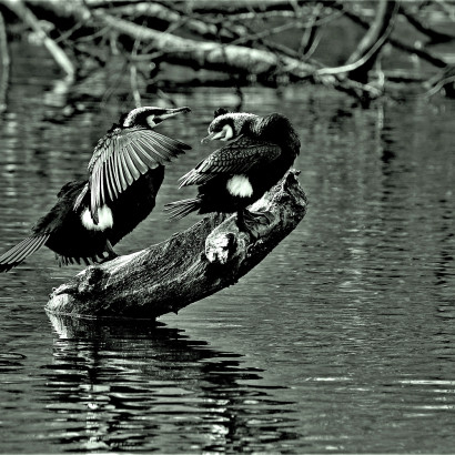 Ausw. Fotocl. Libellen  10.2.2019 012 Kopie