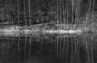 Waldspiegel-Stephan-Tewes Waldspiegel-Stephan-Tewes