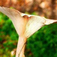 Ein Männlein steht im Walde ...