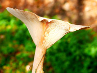 Ein M&auml;nnlein steht im Walde ...