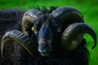 Hornstrukturen eines Widders