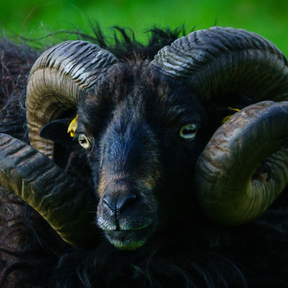 Hornstrukturen eines Widders