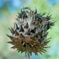 Strukturen in der Natur 1 Strukturen in der Natur 1
