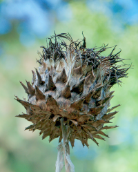 Strukturen in der Natur 1 Strukturen in der Natur 1