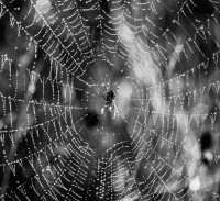 Strukturen in der Natur2