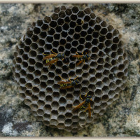 Wespenwaben
