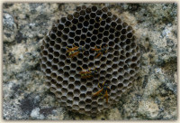 Wespenwaben