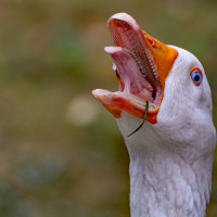 aufregung im gaensestall