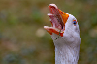 aufregung im gaensestall