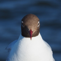 Chroicocephalus ridibundus