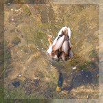 Köpfchen in das Wasser Köpfchen in das Wasser