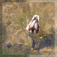 Köpfchen in das Wasser