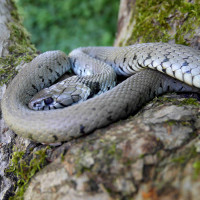 Wo bitte ist der Paradiesgarten? - P1800920.JPG