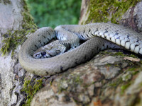 Wo bitte ist der Paradiesgarten? - P1800920.JPG