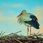 52992255414ef729cb o