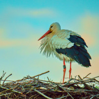 52992255414ef729cb o