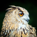 53060319134 dd609ef793 o