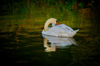 Schwan am Looper Stausee