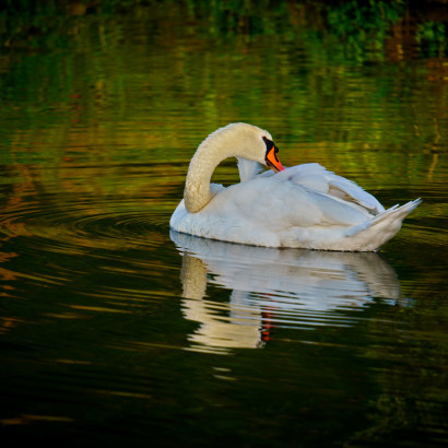 Schwan am Looper Stausee