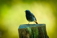 Hausrotschwänzchen (Phoenicurus ochruros)