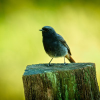 Hausrotschwänzchen (Phoenicurus ochruros)