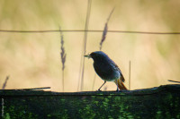 Hausrotschwänzchen bei der Fütterung