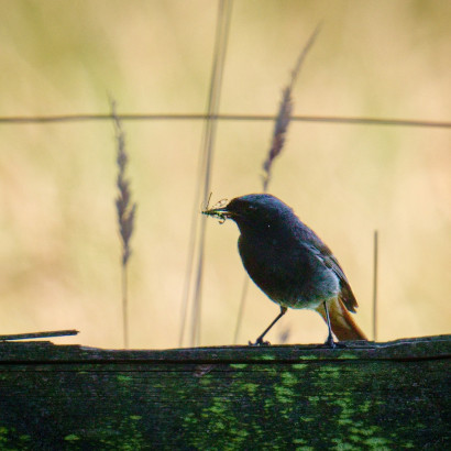 Hausrotschw&auml;nzchen bei der F&uuml;tterung
