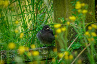 Hausrotschwänzchen Jungtier wartet auf Futter