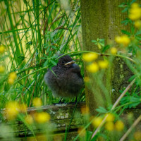 Hausrotschw&auml;nzchen Jungtier wartet auf Futter