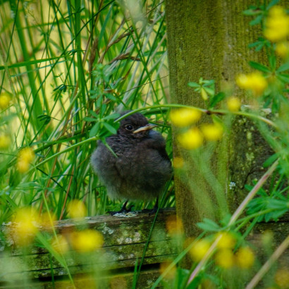 Hausrotschw&auml;nzchen Jungtier wartet auf Futter