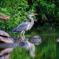 Reiher am Looper-Stausee