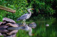 Reiher am Looper-Stausee