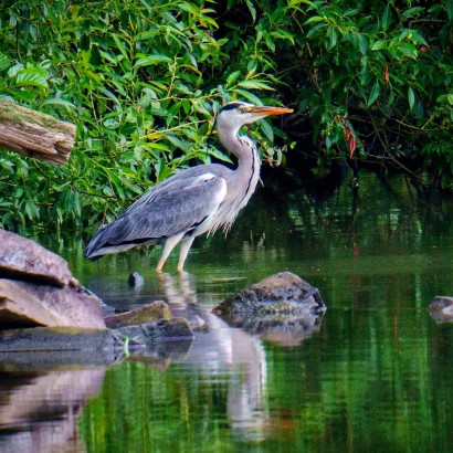 Reiher am Looper-Stausee