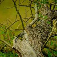 Bachstelze Bachstelze