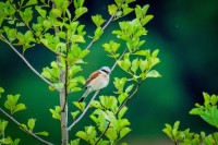 Neuntöter (Lanius collurio)