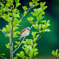 Neuntöter (Lanius collurio)