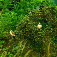 Neuntöter Jungvögel