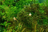 Neuntöter Jungvögel