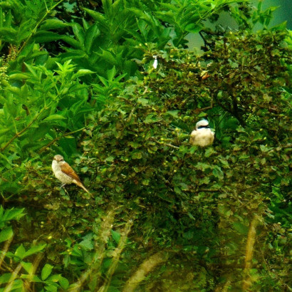 Neunt&ouml;ter Jungv&ouml;gel